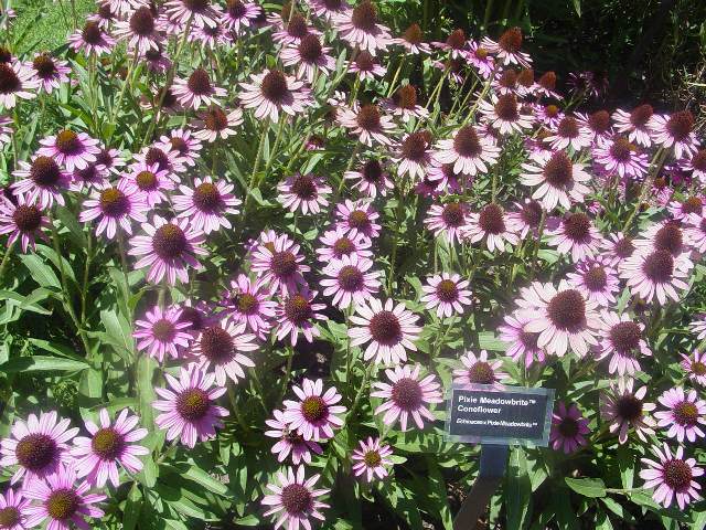 Picture of Echinacea  'Pixie Meadowbrite' Pixie Meadowbrite