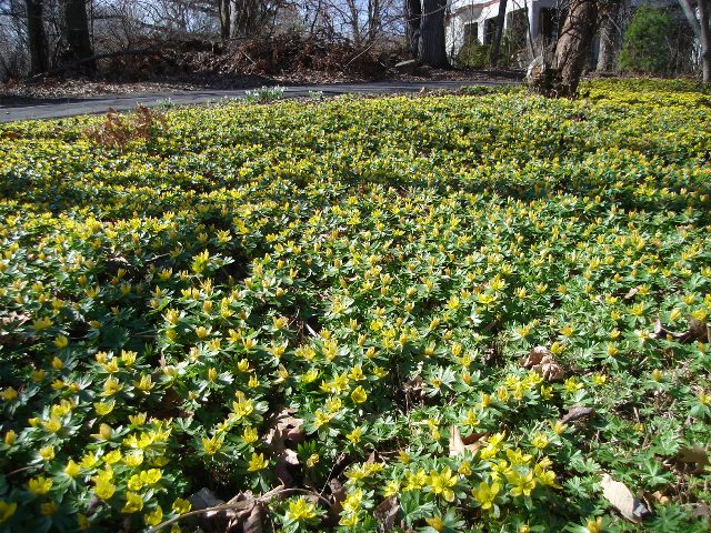 Picture of Eranthis%20hyemalis%20%20Winter%20Aconite