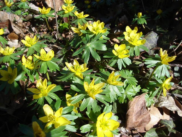 Picture of Eranthis%20hyemalis%20%20Winter%20Aconite