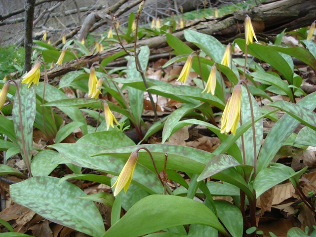 Picture of Erythronium%20americanum%20%20Trout%20Lily