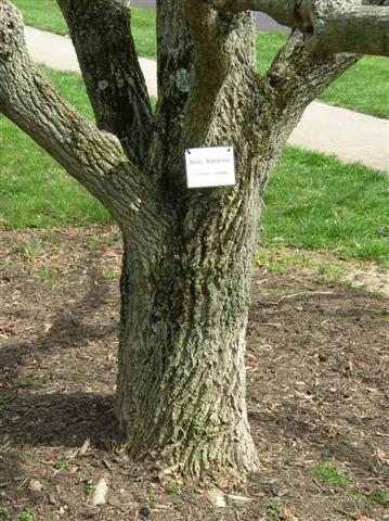 Picture of Eucommia ulmoides  Hardy Rubber Tree