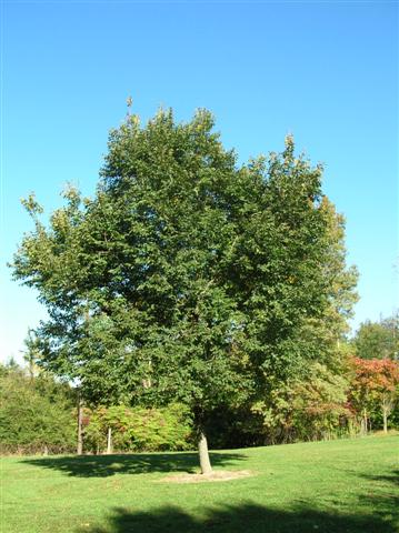 Picture of Eucommia ulmoides  Hardy Rubber Tree