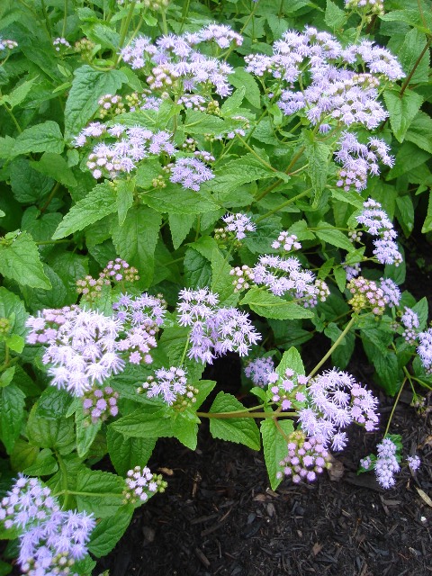 Picture of Eupatorium coelestinum  Hardy Ageratum