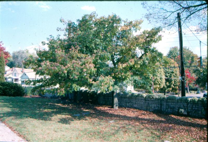 Picture of Tetradium daniellii  Bee Tree