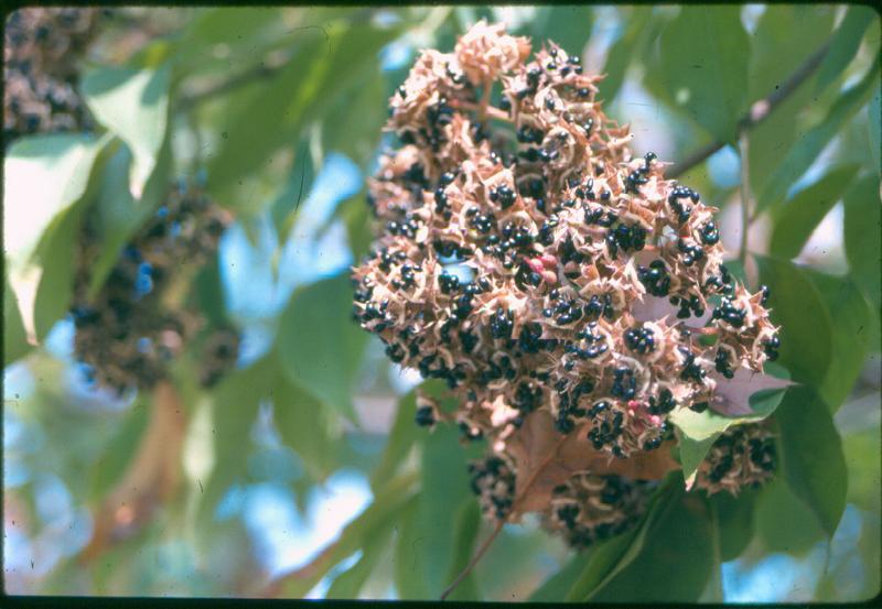 Picture of Tetradium daniellii  Bee Tree