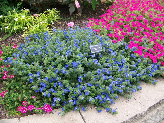 Picture of Evolvulus hybrid 'Blue My Mind' Blue My Mind Dwarf Morning Glory