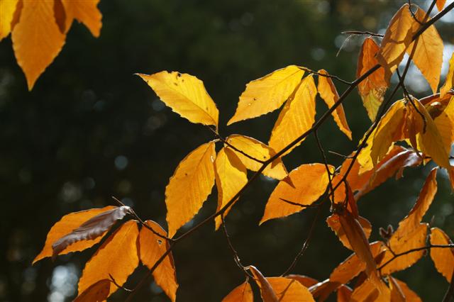 Picture of Fagus grandifolia  American Beech