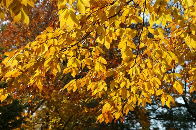 Picture of Fagus grandifolia  American Beech