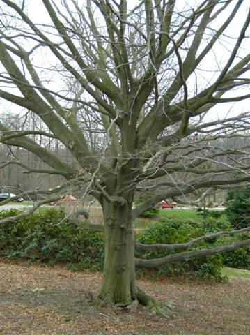 Picture of Fagus grandifolia  American Beech