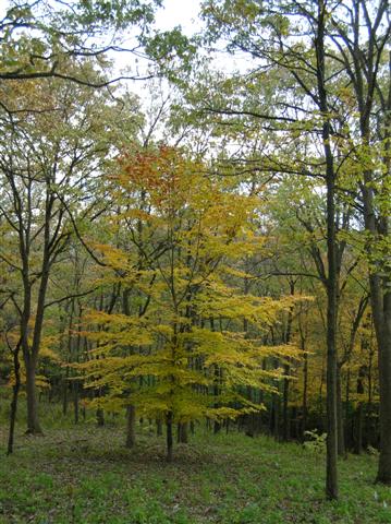 Picture of Fagus grandifolia  American Beech