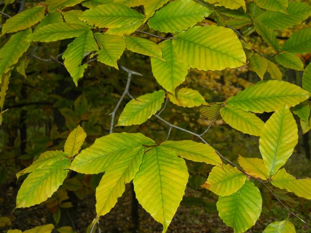 Picture of Fagus grandifolia  American Beech