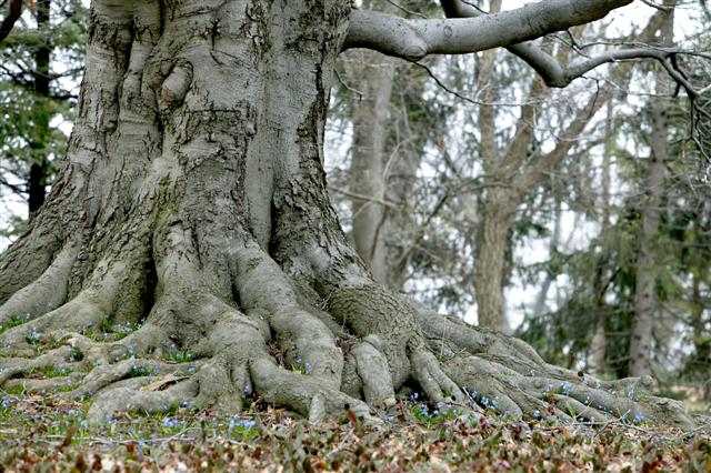 Picture of Fagus grandifolia  American Beech