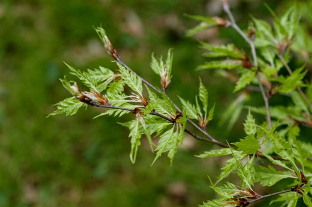 Picture of Fagus sylvatica 'Asplenifolia' Fernleaf Beech