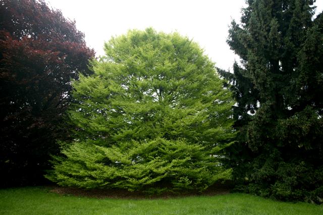 Picture of Fagus sylvatica 'Asplenifolia' Fernleaf Beech