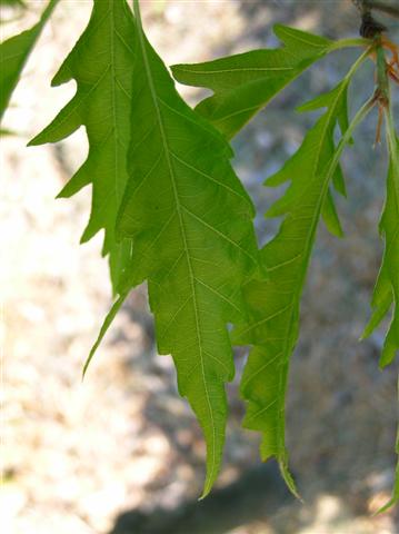 Picture of Fagus sylvatica 'Asplenifolia' Fernleaf Beech