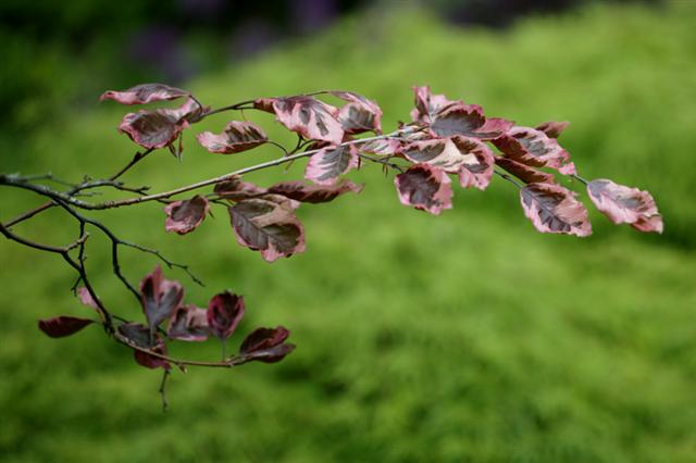 Picture of Fagus sylvatica 'Roseo-marginata' Tri-colored European Beech