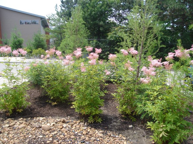 Filipendula rubra filipendulaven.JPG