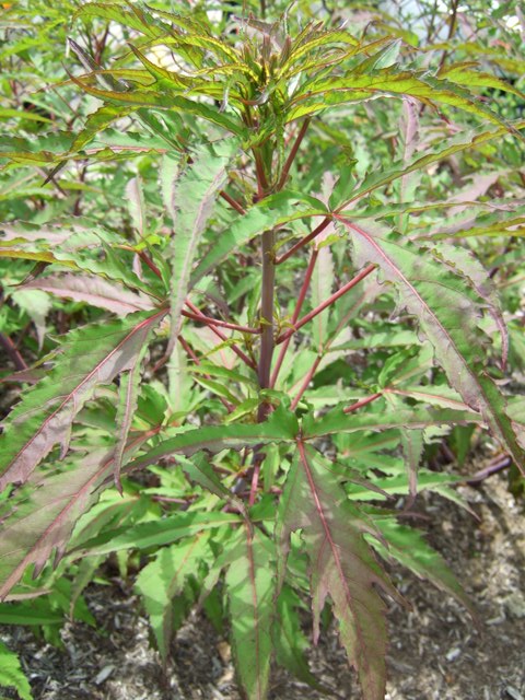 Picture of Hibiscus x 'Fireball' Fireball Hardy Hibiscus