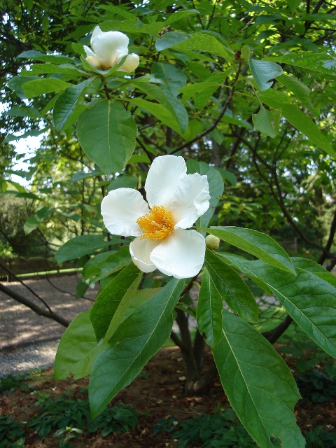 Picture of Franklinia alatamaha  Franklin Tree