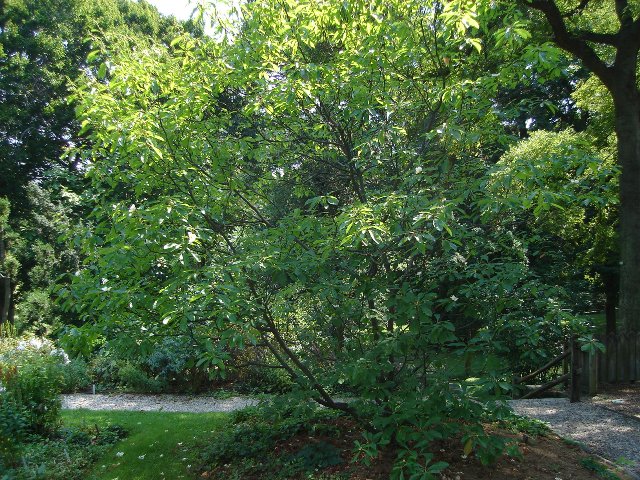 Picture of Franklinia alatamaha  Franklin Tree