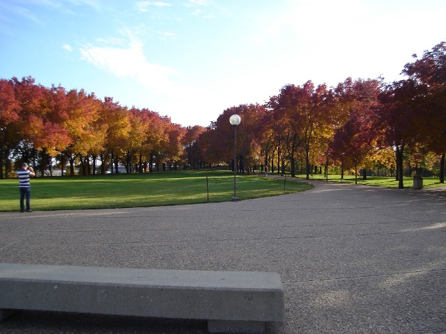 Picture of Fraxinus americana  White Ash