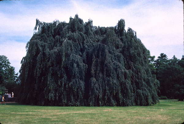 Fagus sylvatica fsylvpendulahunnewell.jpg