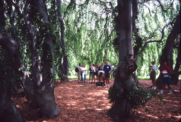 Fagus sylvatica fsylvpendulahunnewell2.jpg