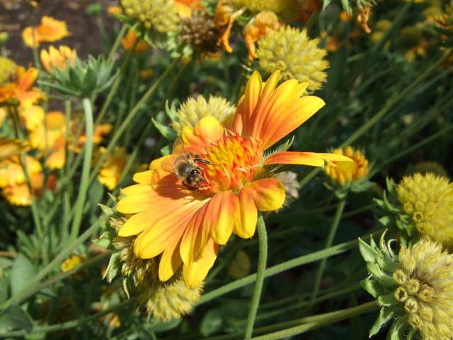 Picture of Gaillardia x 'Oranges 