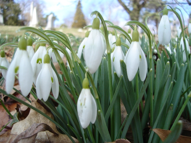 Picture of Galanthus nivalis  Snowdrop