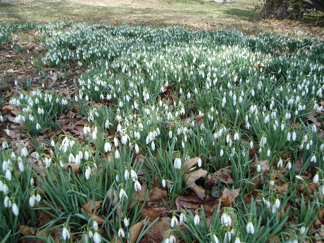 Picture of Galanthus nivalis  Snowdrop