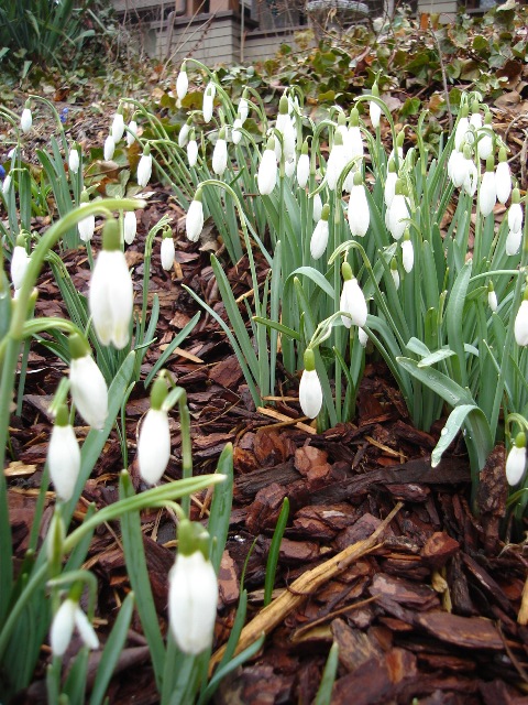 Picture of Galanthus nivalis  Snowdrop