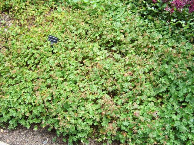 Picture of Geranium x cantabrigiense 'Biokova' Biokovo Geranium