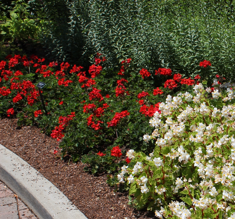 Picture of Pelargonium  'Caliente Orange' Caliente Orange Geranium