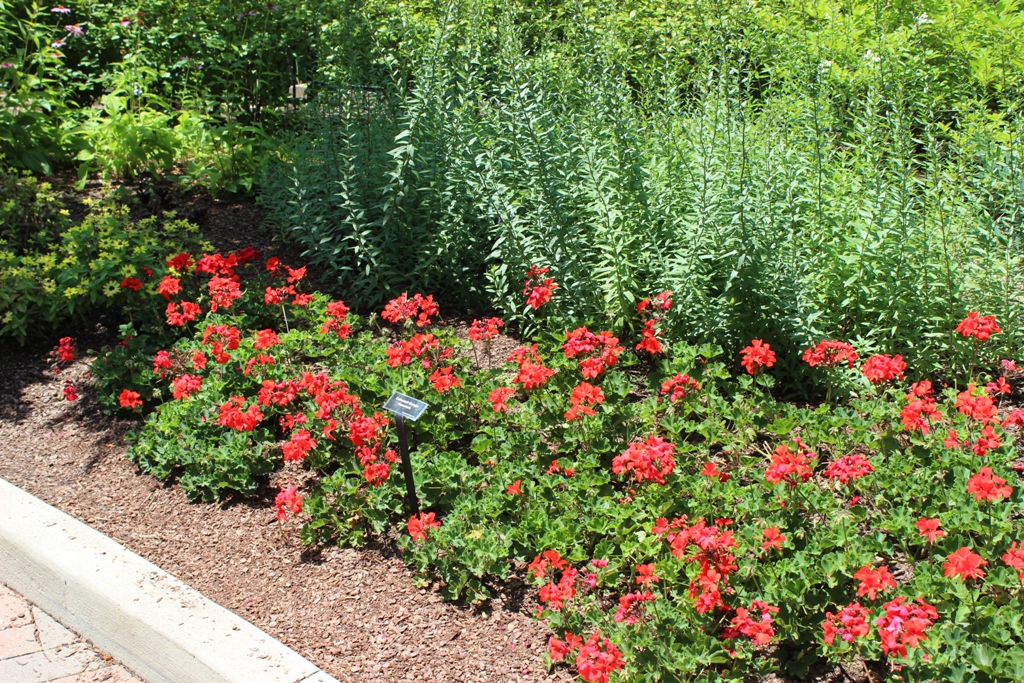 Picture of Pelargonium  'Caliente Orange' Caliente Orange Geranium