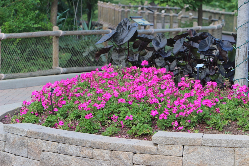 Picture of Pelargonium  'Calliope Lavender Rose' Calliope Lavender Rose Geranium