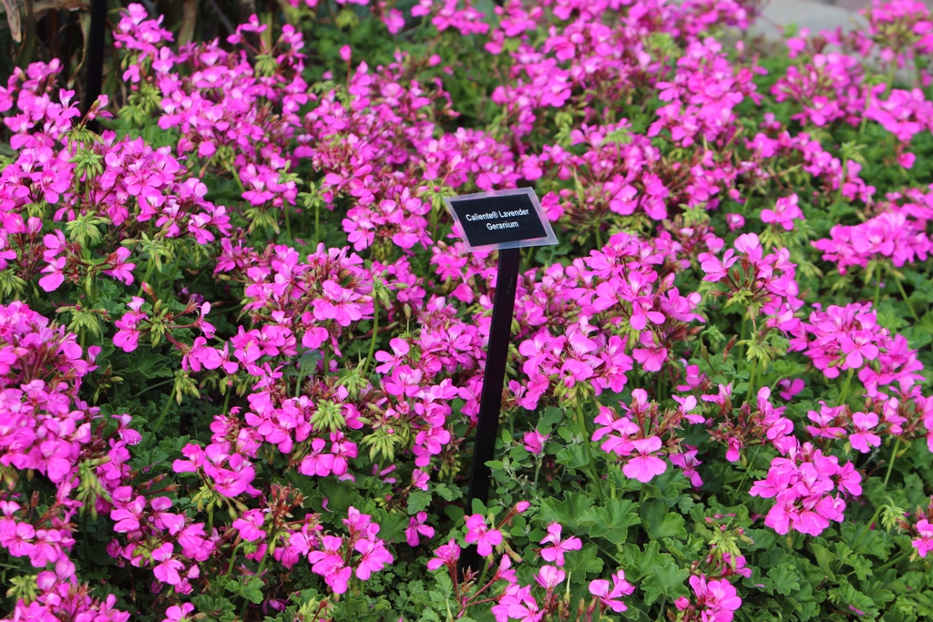 Picture of Pelargonium  'Calliope Lavender Rose' Calliope Lavender Rose Geranium