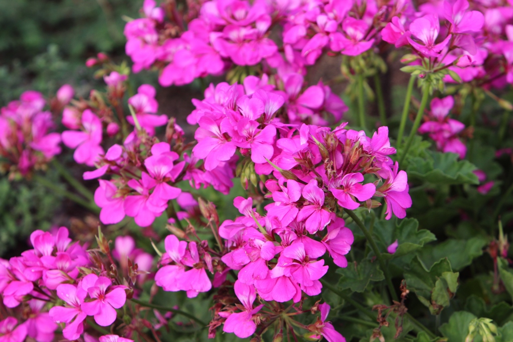 Picture of Pelargonium  'Calliope Lavender Rose' Calliope Lavender Rose Geranium