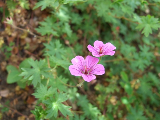 Picture of Geranium  'Dilys' Dily's Geranium