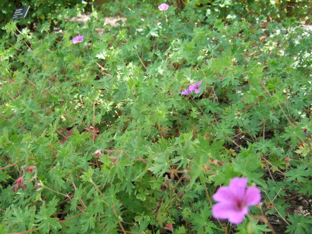 Picture of Geranium  'Dilys' Dily's Geranium