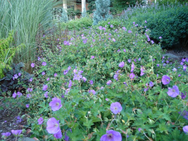 Picture of Geranium  'Rozanne' Rozanne Cranesbill