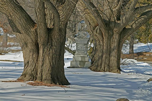 Picture of Ginkgo biloba  Ginkgo