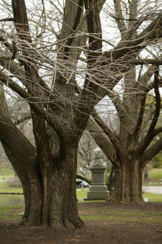 Picture of Ginkgo biloba  Ginkgo