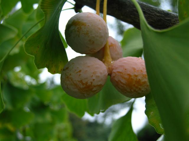 Picture of Ginkgo biloba  Ginkgo