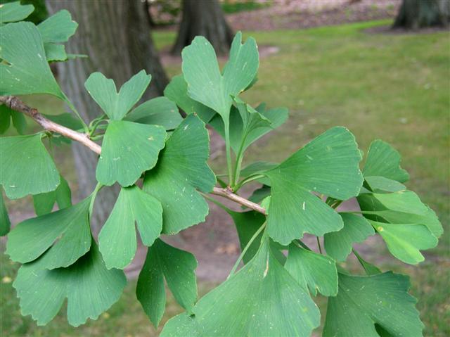 Picture of Ginkgo biloba  Ginkgo