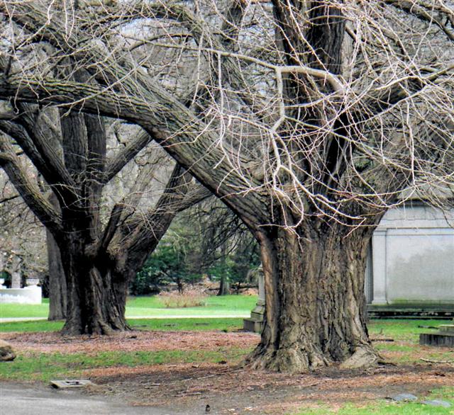 Ginkgo biloba gingkobilobatrunksspringgrove(Small).jpg