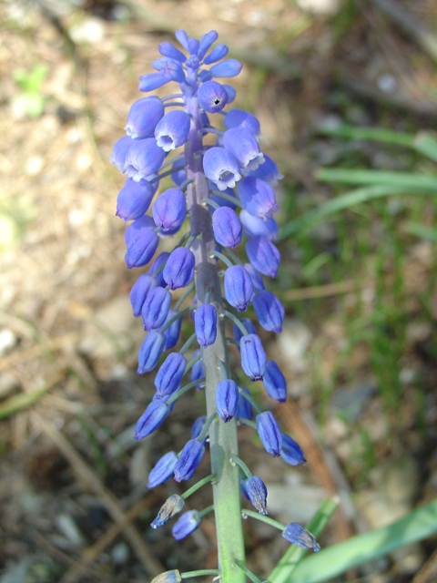 Picture of Muscari armeniacum  Grape Hyacinth