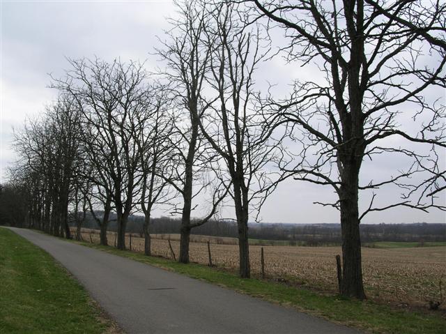 Gymnocladus dioicus gymnocladusdioicusdawesarboretum(Small).jpg