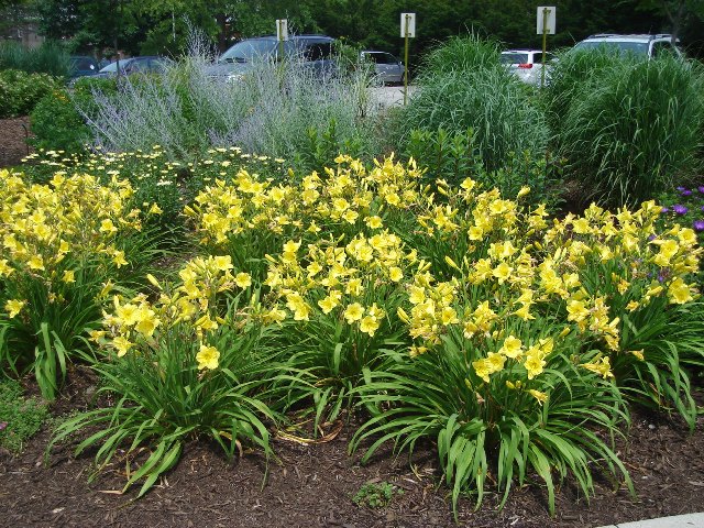 Picture of Hemerocallis  'Happy Returns' Happy Returns Daylily