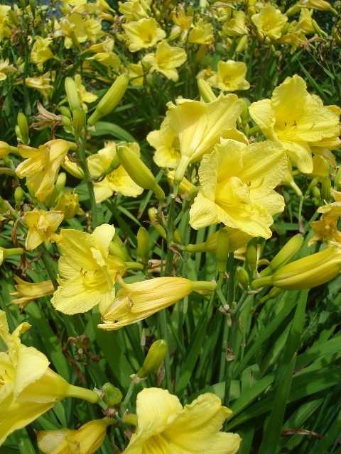 Picture of Hemerocallis  'Happy Returns' Happy Returns Daylily