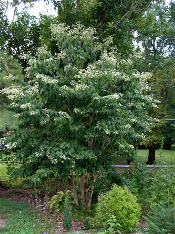 Picture of Heptacodium miconioides  Seven-son Flower